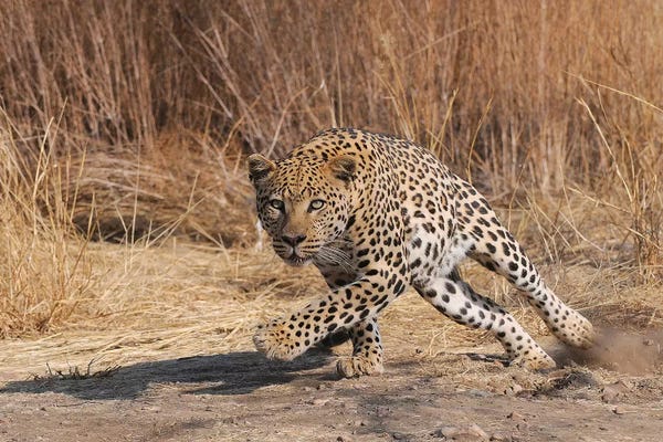 Elmar Weiss: Leopard Attack by Elmar Weiss