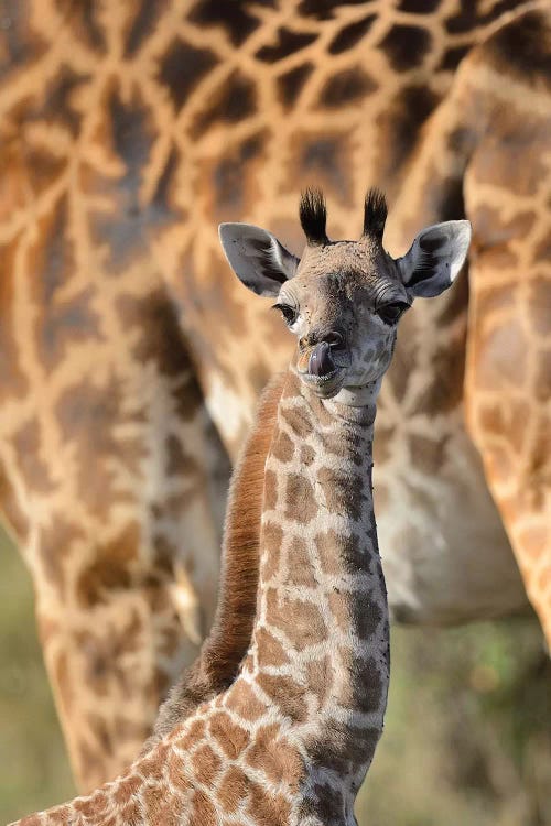 Newborn Giraffe