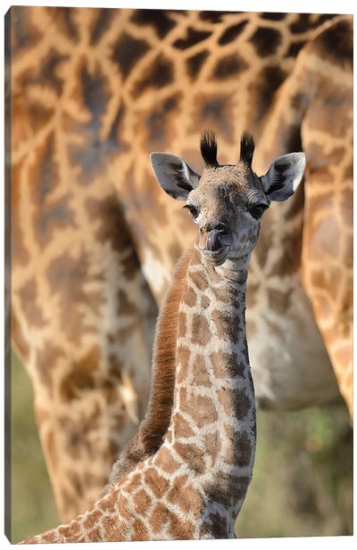Newborn Giraffe Canvas Art Print - Elmar Weiss