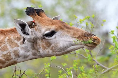 Eating Giraffe by Elmar Weiss framed canvas print