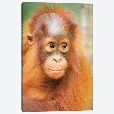 Orangutan Baby Portrait Canvas Print #ELM323} by Elmar Weiss Art Print