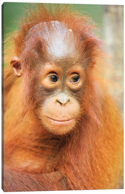 Orangutan Baby Portrait Canvas Art Print - Orangutan Art