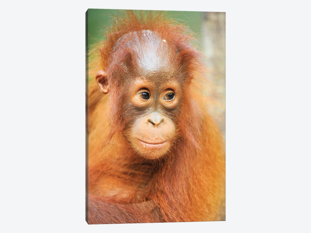 Orangutan Baby Portrait by Elmar Weiss 1-piece Art Print