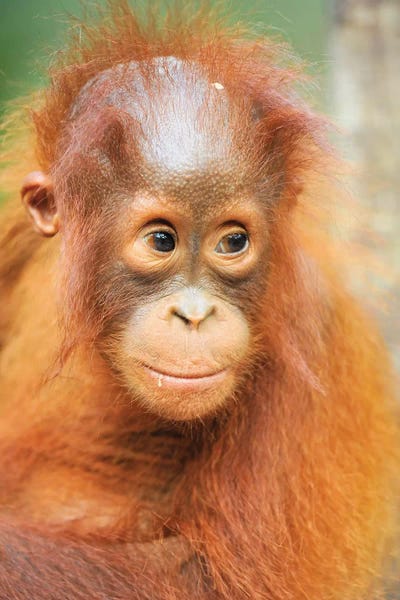 Orangutans: Orangutan Baby Portrait by Elmar Weiss