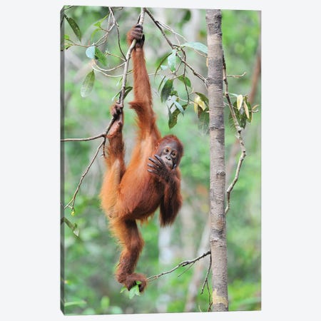 Orangutan Brachiation Canvas Print #ELM325} by Elmar Weiss Canvas Wall Art