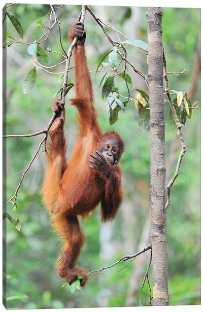 Orangutan Brachiation Canvas Art Print - Orangutan Art
