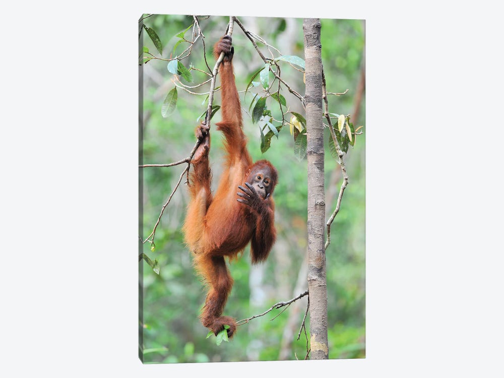 Orangutan Brachiation by Elmar Weiss 1-piece Canvas Print