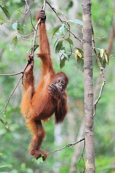 Elmar Weiss: Orangutan Brachiation by Elmar Weiss