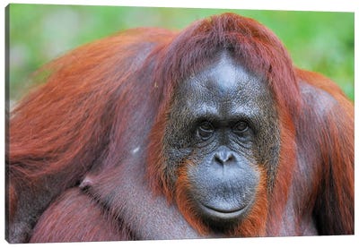 Orangutan Close Up And Personal Canvas Art Print - Orangutan Art