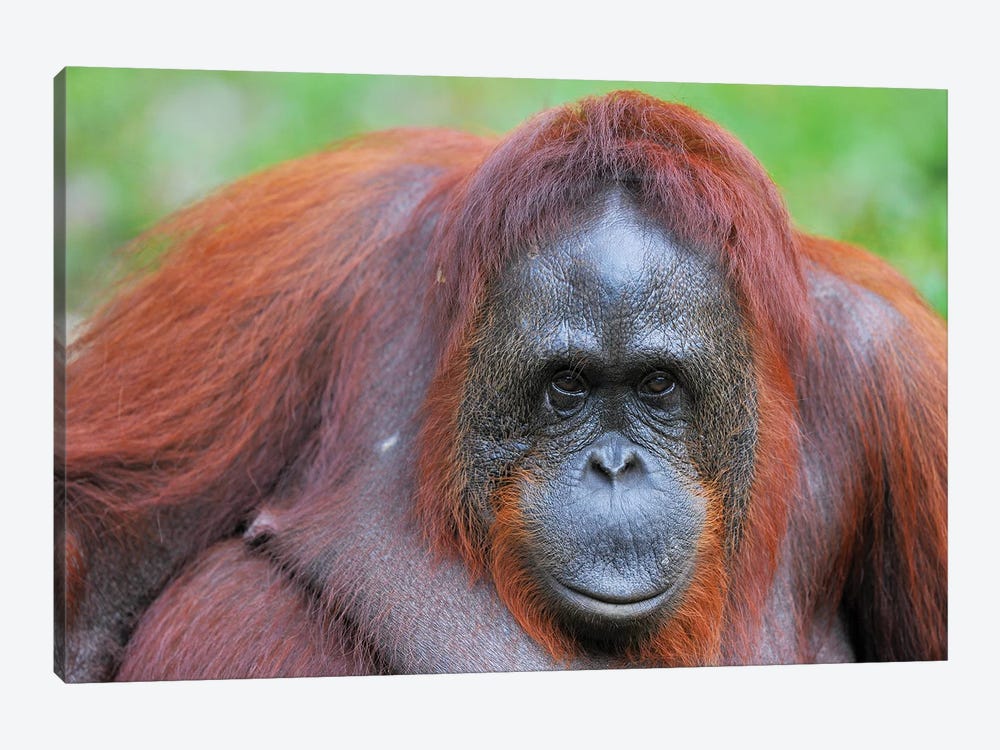 Orangutan Close Up And Personal by Elmar Weiss 1-piece Canvas Wall Art