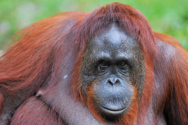 Elmar Weiss: Orangutan Close Up And Personal by Elmar Weiss
