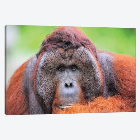 Orangutan Dominant Male Canvas Print #ELM327} by Elmar Weiss Canvas Artwork