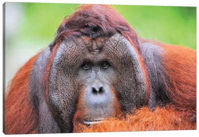 Orangutan Dominant Male Canvas Art Print - Orangutan Art