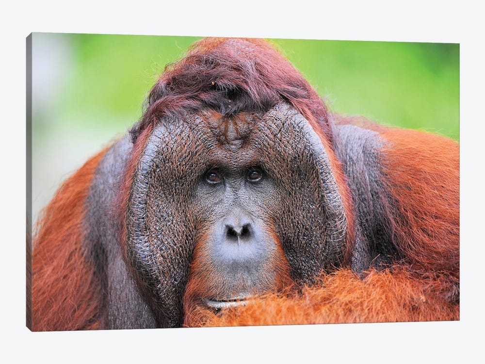 Orangutan Dominant Male by Elmar Weiss 1-piece Canvas Art Print