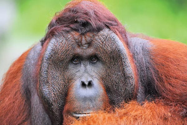 Elmar Weiss: Orangutan Dominant Male by Elmar Weiss