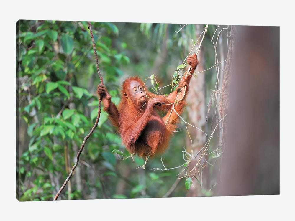 Orangutan Gourmet by Elmar Weiss 1-piece Canvas Art Print