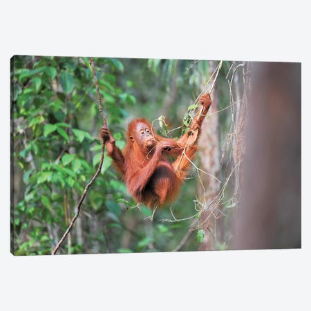Orangutan Gourmet Canvas Print #ELM329} by Elmar Weiss Canvas Print