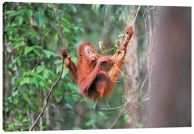 Orangutan Gourmet Canvas Art Print - Elmar Weiss
