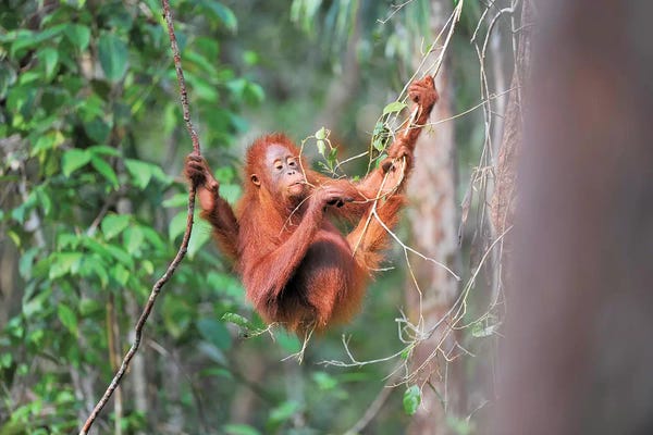 Elmar Weiss: Orangutan Gourmet by Elmar Weiss
