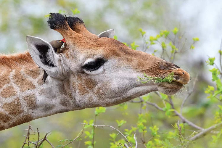 Eating Giraffe by Elmar Weiss wall art