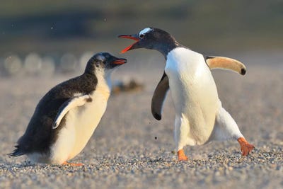 Education by Elmar Weiss framed canvas print