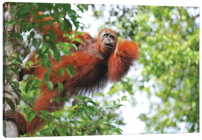 Orangutan In The Trees Canvas Art Print - Orangutan Art