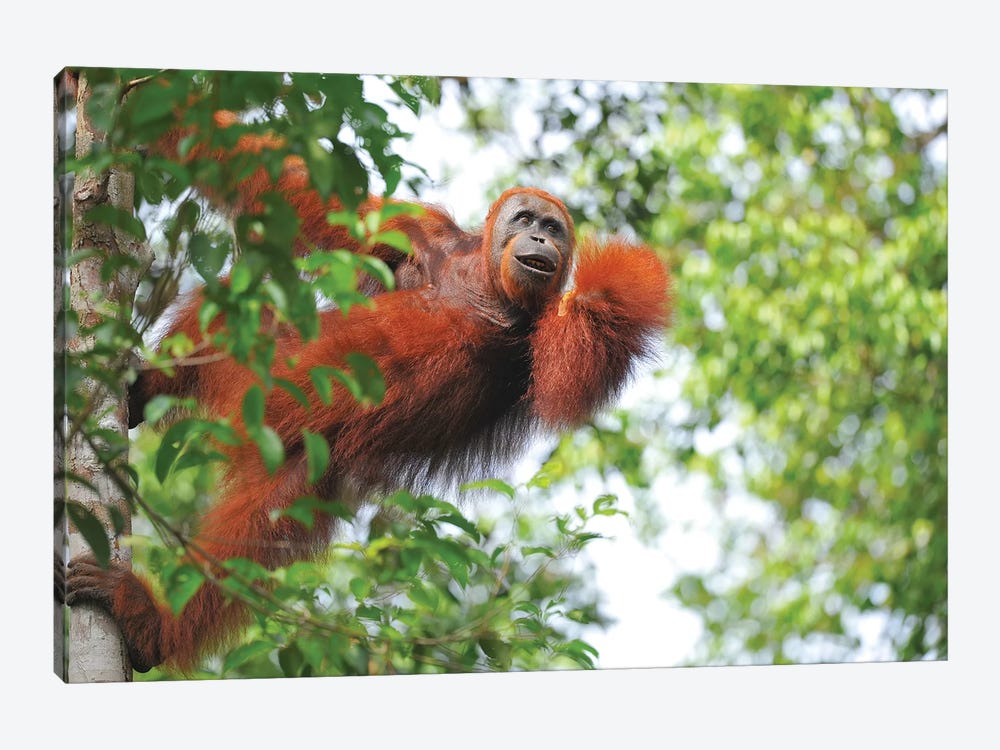 Orangutan In The Trees by Elmar Weiss 1-piece Canvas Print