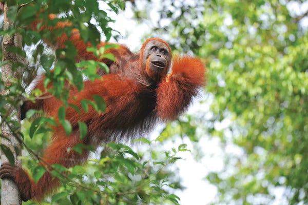Elmar Weiss: Orangutan In The Trees by Elmar Weiss