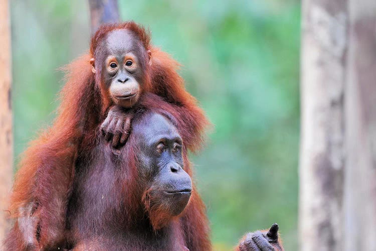 Orangutan Mom And Child