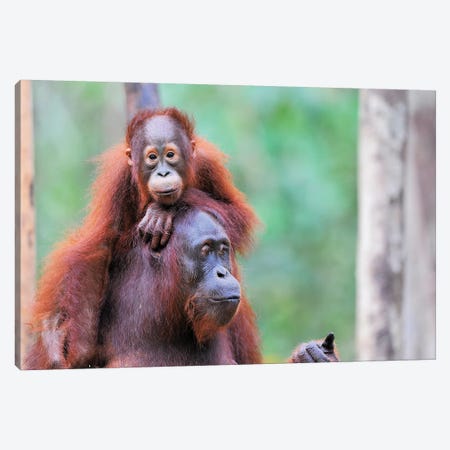 Orangutan Mom And Child Canvas Print #ELM331} by Elmar Weiss Canvas Artwork