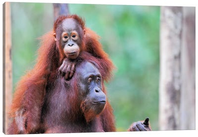 Orangutan Mom And Child Canvas Art Print - Orangutan Art