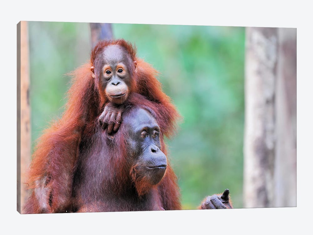 Orangutan Mom And Child by Elmar Weiss 1-piece Canvas Art