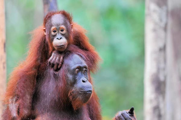 Elmar Weiss: Orangutan Mom And Child by Elmar Weiss