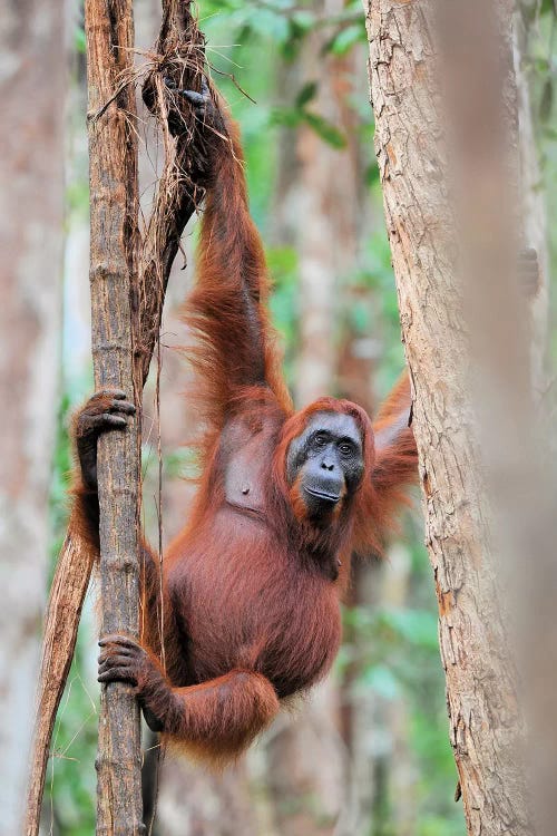 Orangutan Shimmy In The Trees