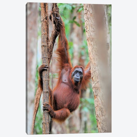 Orangutan Shimmy In The Trees Canvas Print #ELM332} by Elmar Weiss Canvas Wall Art