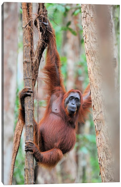 Orangutan Shimmy In The Trees Canvas Art Print - Orangutan Art