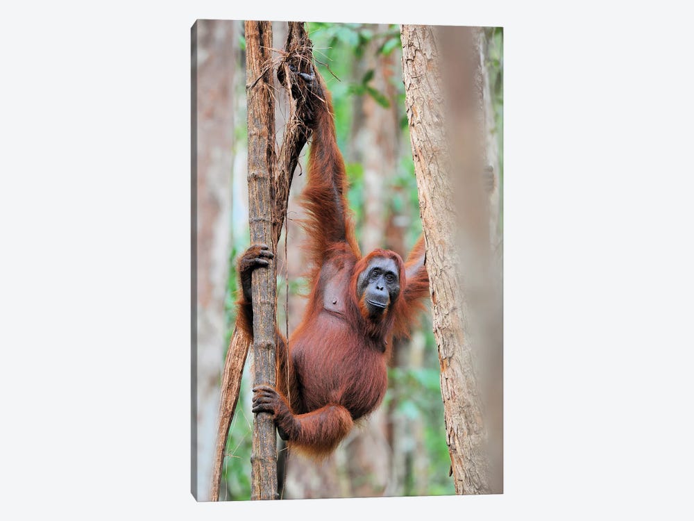 Orangutan Shimmy In The Trees by Elmar Weiss 1-piece Art Print