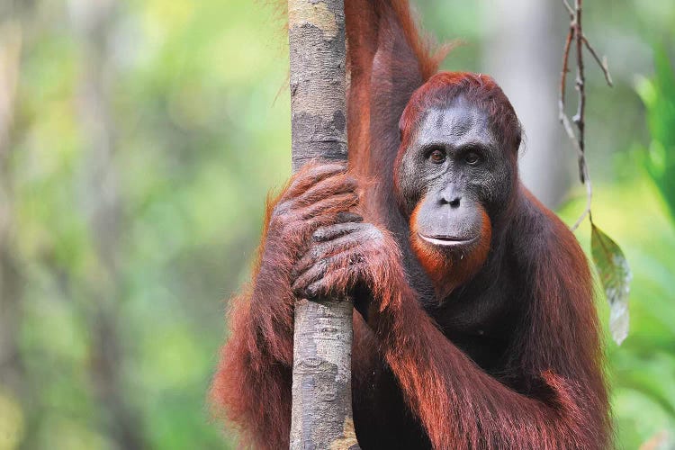Orangutan Straight View