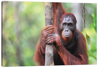 Orangutan Straight View Canvas Art Print - Orangutan Art