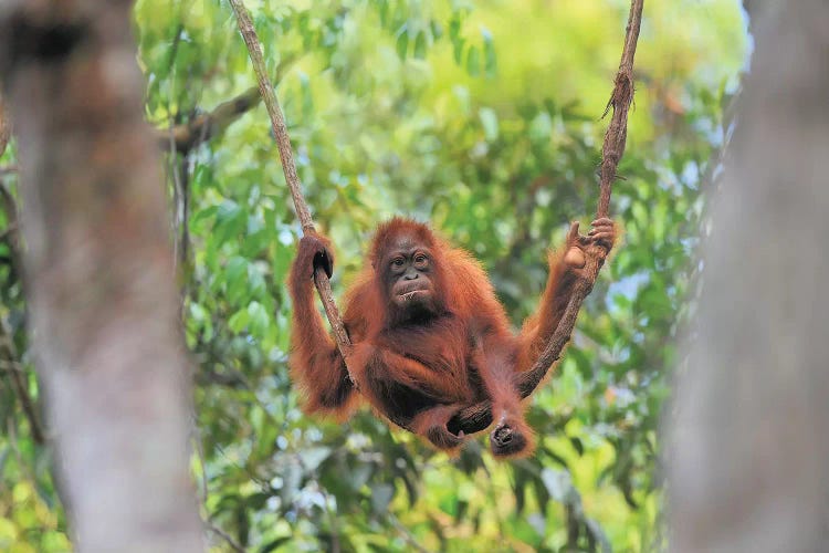Orangutan Youngster Sitting On A Liana