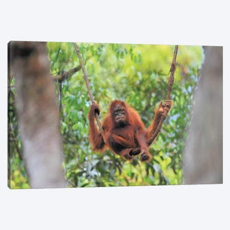Orangutan Youngster Sitting On A Liana Canvas Print #ELM334} by Elmar Weiss Canvas Print