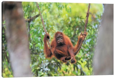 Orangutan Youngster Sitting On A Liana Canvas Art Print - Orangutan Art