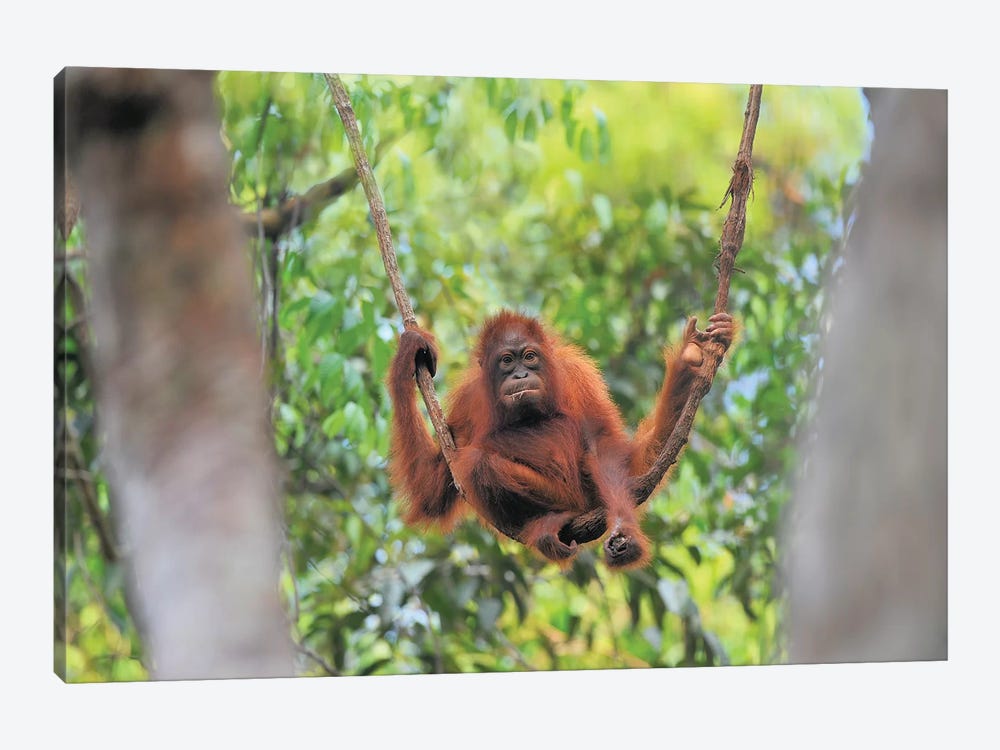 Orangutan Youngster Sitting On A Liana by Elmar Weiss 1-piece Canvas Art Print