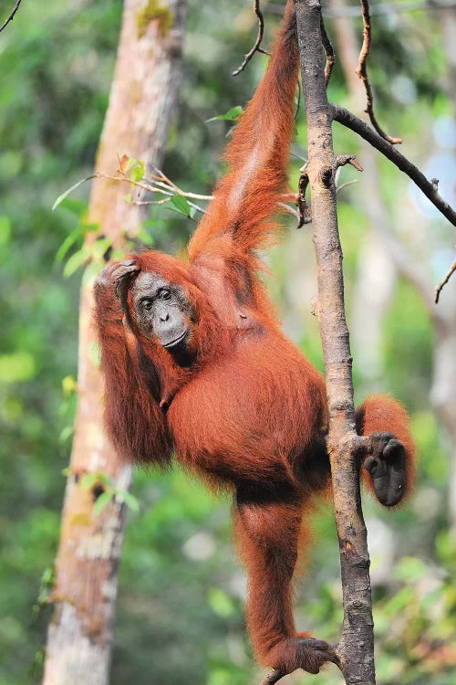 Orangutans In The Trees