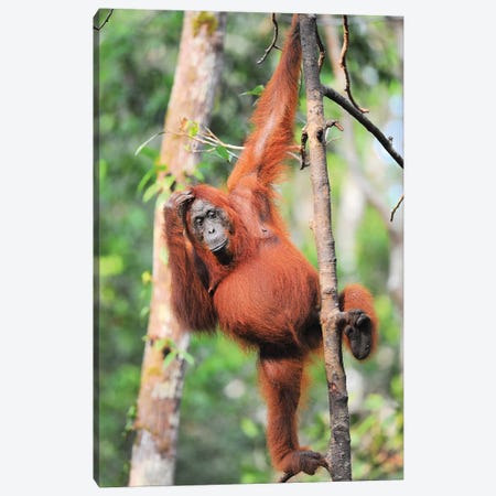 Orangutans In The Trees Canvas Print #ELM335} by Elmar Weiss Art Print