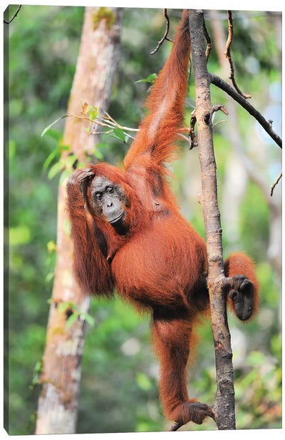 Orangutans In The Trees Canvas Art Print - Orangutan Art