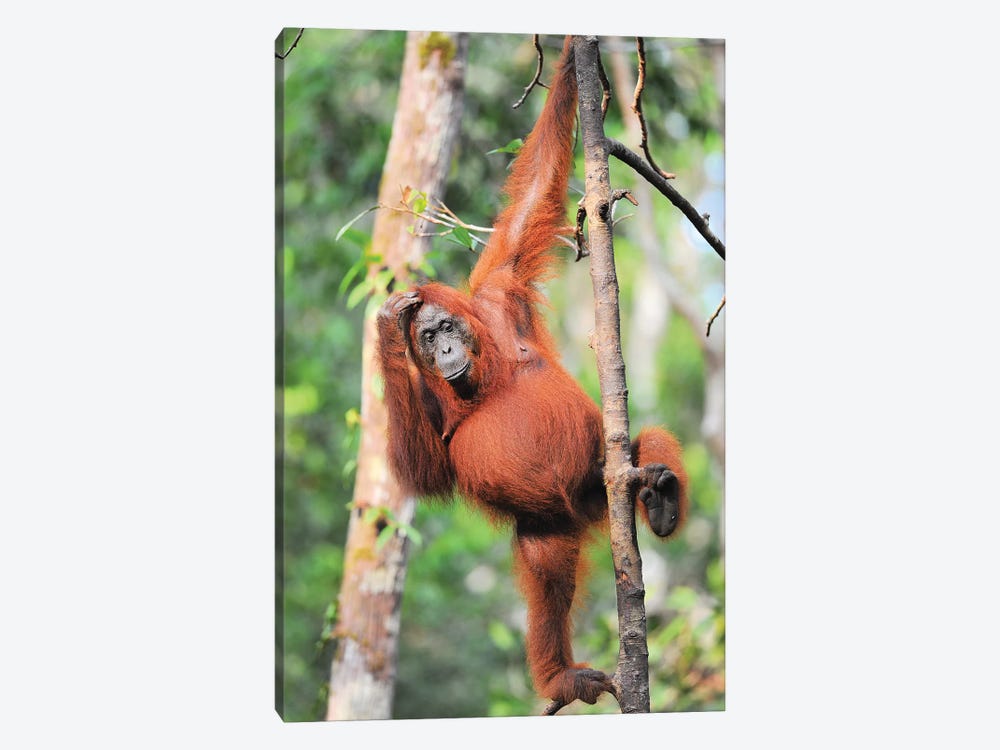 Orangutans In The Trees by Elmar Weiss 1-piece Canvas Artwork