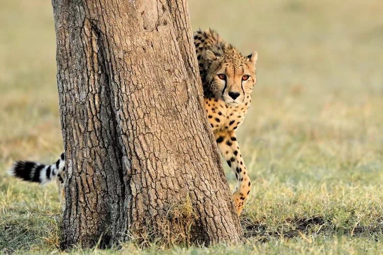 Peek A Boo Cheetah