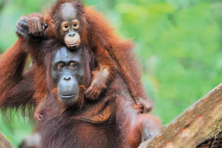 Pickaback Orangutans