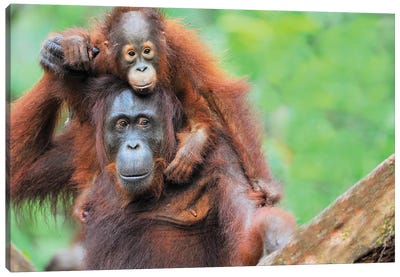Pickaback Orangutans Canvas Art Print - Orangutan Art